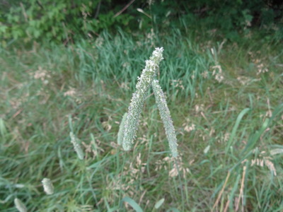 grass