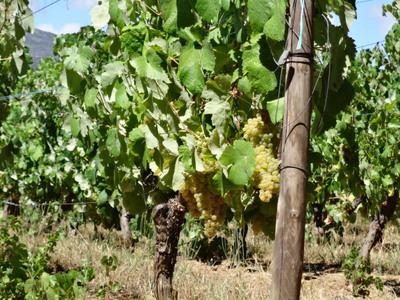 white grapes