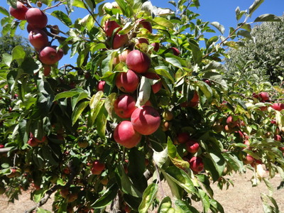 apples