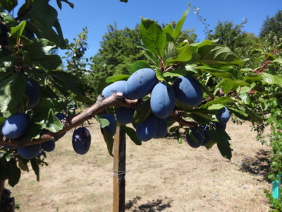 prune plums