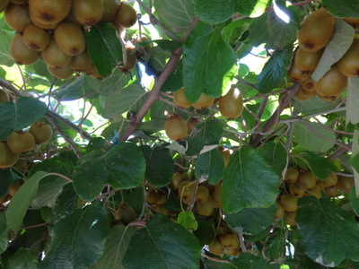 kiwi