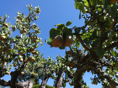 pears