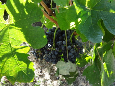 purple grapes
