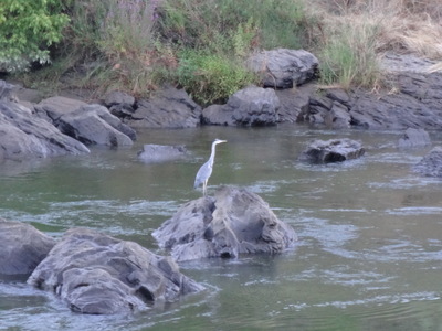 heron