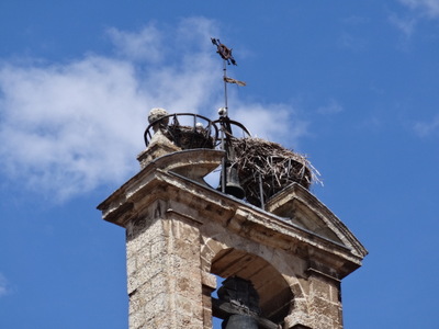 stork nest