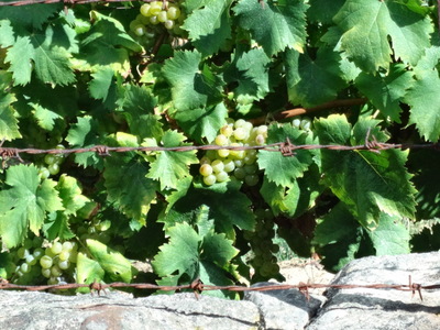 muscat grapes