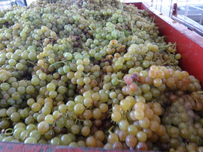 grapes