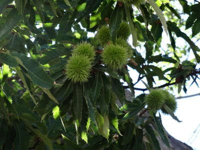 chestnust