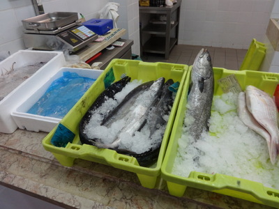 fish