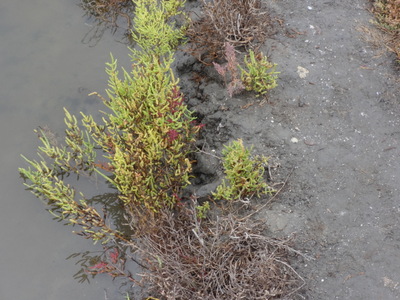 Salicornia