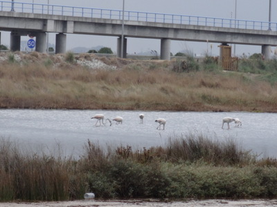 flamingos