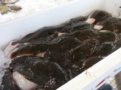 flatfish