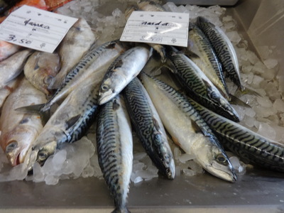 mackerel