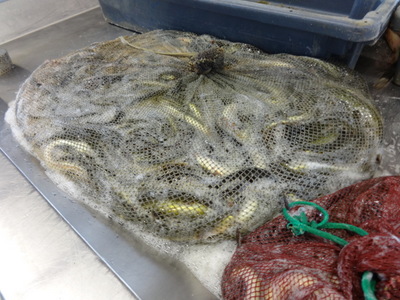 eels