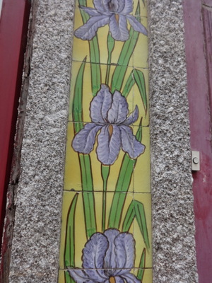iris