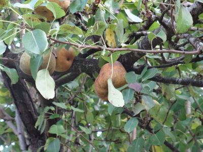 pears