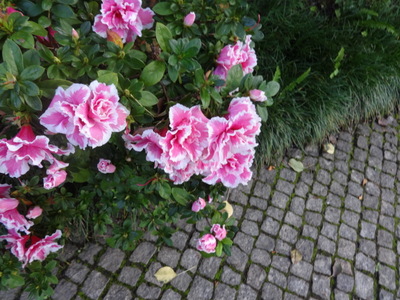 azaleas