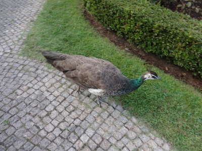 peacock