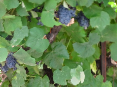 grapes