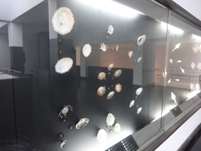 shells