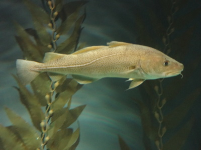 cod