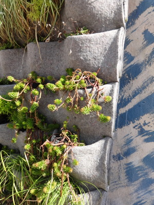 planter