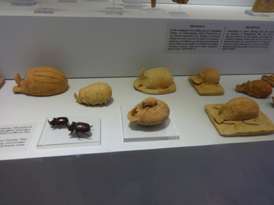 beetles