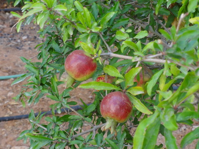 pomegranates