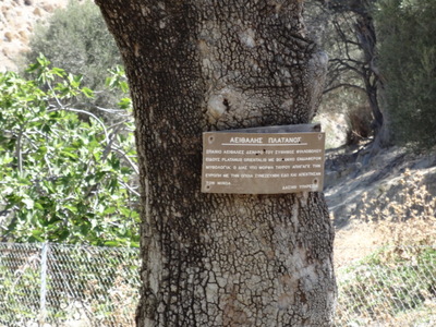 plane tree