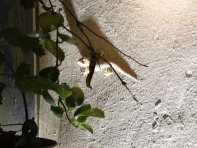gecko