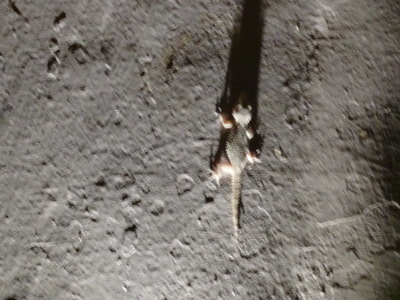 gecko