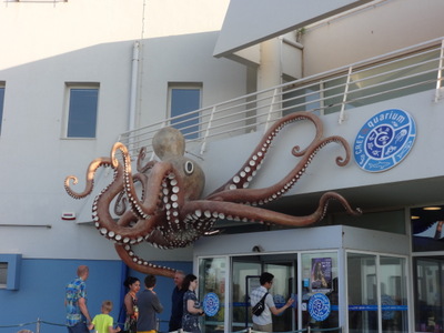 octopus