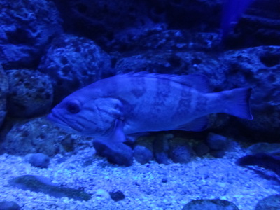 grouper