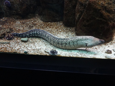 moray