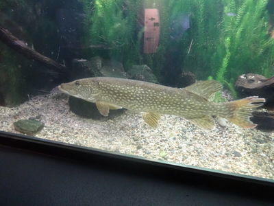 pike