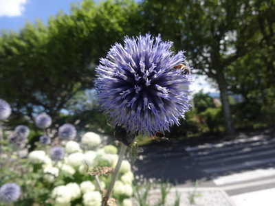 thistle