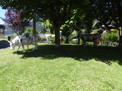 cows