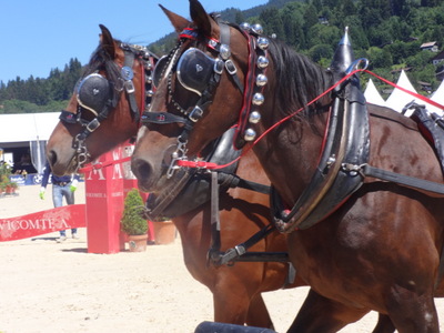 horses