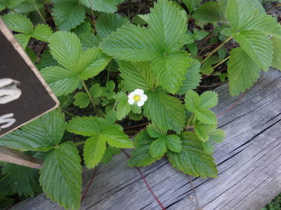 strawberry