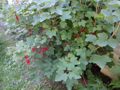currants