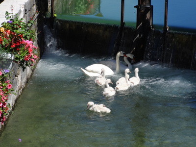 swans