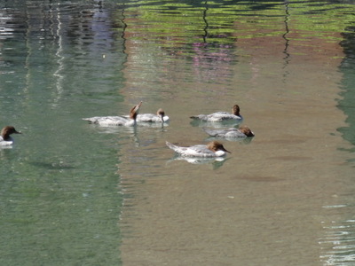 mergansers