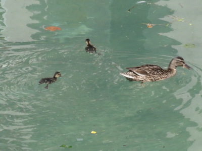 ducks