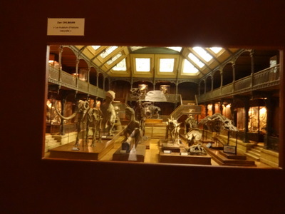 natural history