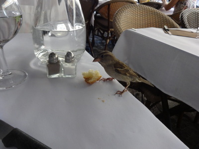 bird