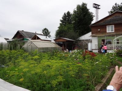 dill