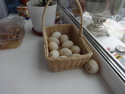 eggs