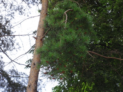 pine