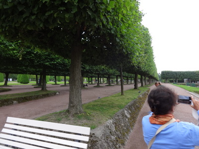 lindens