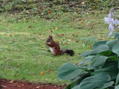 squirrel